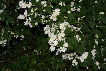 Cluster of White Flower Blossoms and Green Leaves with Water Drops on a transparent background PNG image PNG file