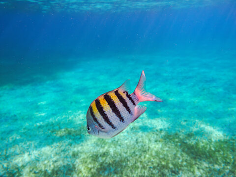 The sergeant major or pintano fish(Abudefduf saxatilis) seen during the Palancar Gardens, El Cielito and Colombia Deep Reef Snorkelling Tour, Cozumel Island, Quintana Roo State, Mexico