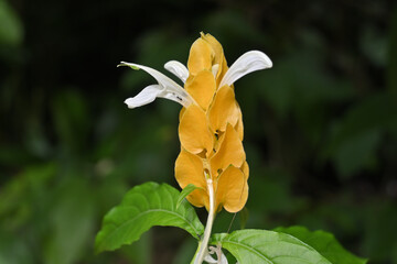 View of a golden shrimp inflorescence blooming in the garden