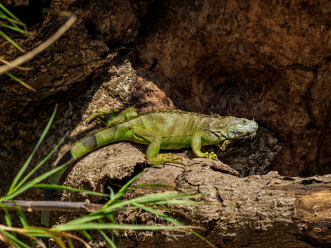Green iguana at Sumidero Canyon, Chiapas State, Mexico