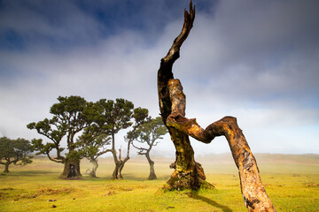 Fanal laurel forest in madeira with majestic ancient trees, Portugal