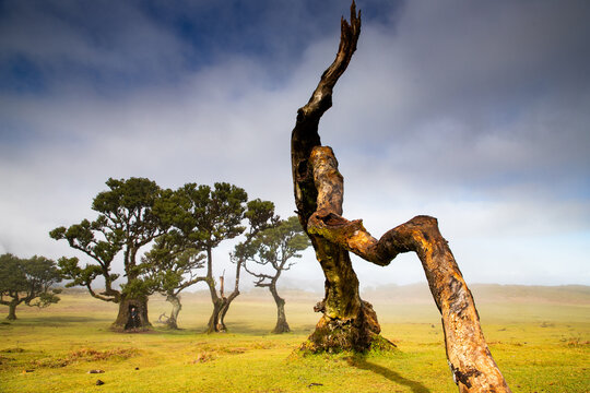 Fanal laurel forest in madeira with majestic ancient trees, Portugal