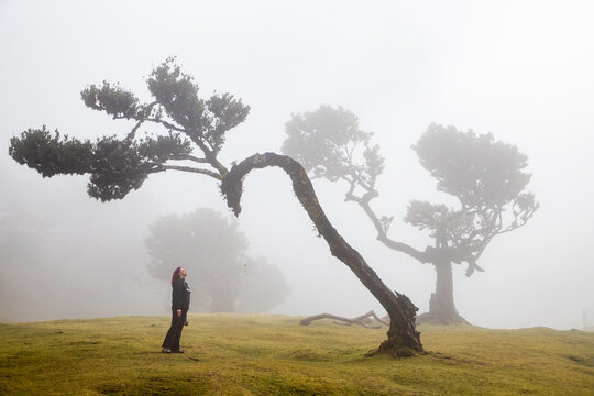 Fanal laurel forest in madeira with majestic ancient trees, Portugal