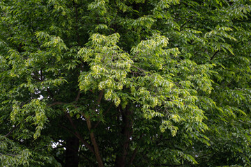 Seed pods on hornbeam branches.
