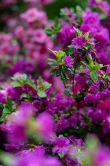 Pink azalea flowers with water drops after rain.
