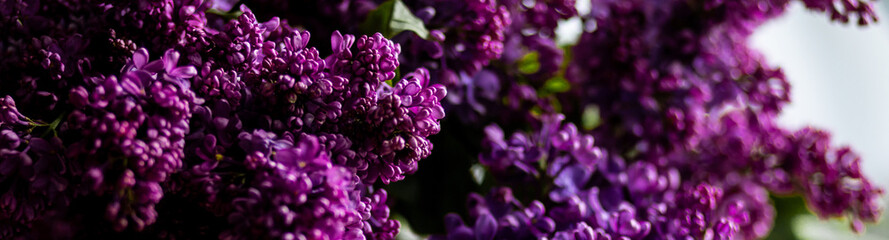 Banner. Beautiful bouquet of purple lilac flowers in a white vase. Floral decor for home decor