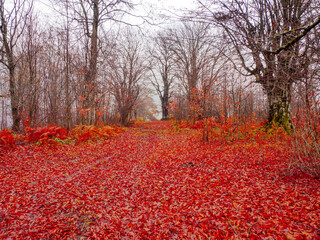 Yenice Forests are located in the northwest of Turkey.