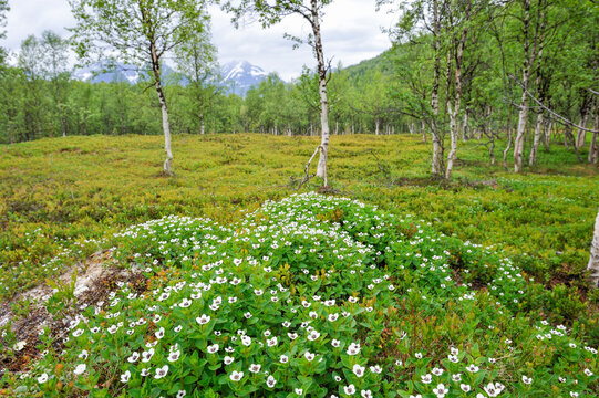 Cornus suecica flowers in a birch wood, Nordmannvikdalen valley, region of Lyngen, County of Troms, Norway, Northern Europe