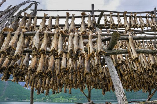 Cod fish dryer on the Lyngen fjord bank, County of Troms, Norway, Northern Europe