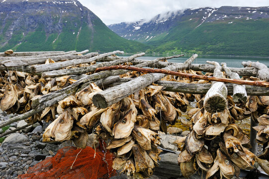 Cod fish drying on the Lyngen fjord bank, County of Troms, Norway, Northern Europe
