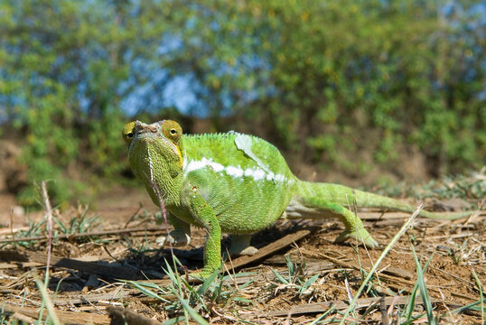 Chameleon, Nosy Be island, Republic of Madagascar, Indian Ocean