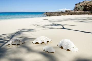 Large shells on the beach, Tsarabanjina island, Mitsio archipelago, Republic of Madagascar, Indian Ocean