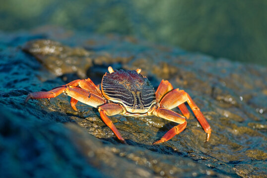 Crab, Tsarabanjina island, Mitsio archipelago, Republic of Madagascar, Indian Ocean