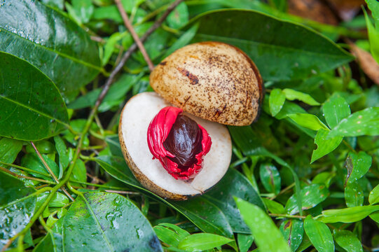 Fruit of Myristica fragrans tree containing a brown seed, nutmeg, covered by a red aril, source of spice too, called mace, Kumily, Kerala state, South India, Asia