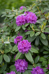 Purple rhododendron flowers after rain.
