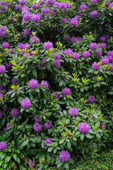 Obraz premium Purple rhododendron flowers after rain. 