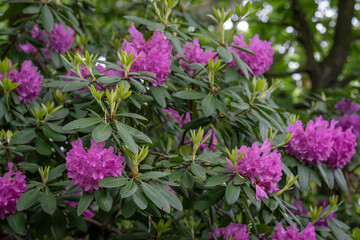 Fototapeta premium Purple rhododendron flowers after rain. 