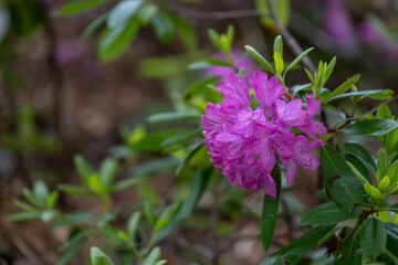 Purple rhododendron flowers after rain.
