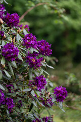 Purple rhododendron flowers after rain.
