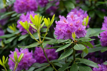 Purple rhododendron flowers after rain.
