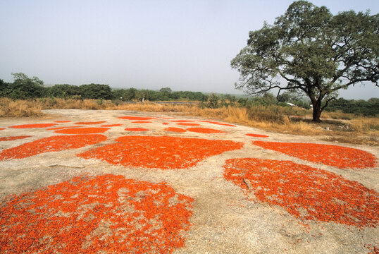 Red chilli peppers drying, Benin, Africa
