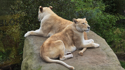White Lions, Hertfordshire Zoo, United Kingdom