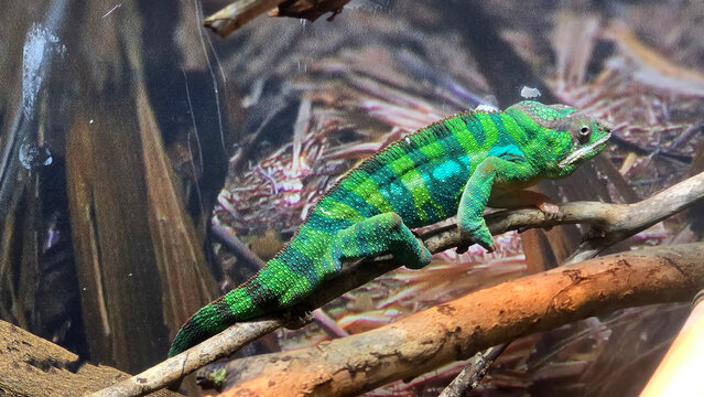Panthers Chameleon, Tampa Aquarium, United States of America