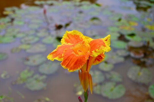 Iris and lily pads on lake, Vietnam