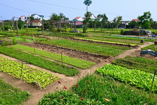 Tra Que Village herb garden, Japan