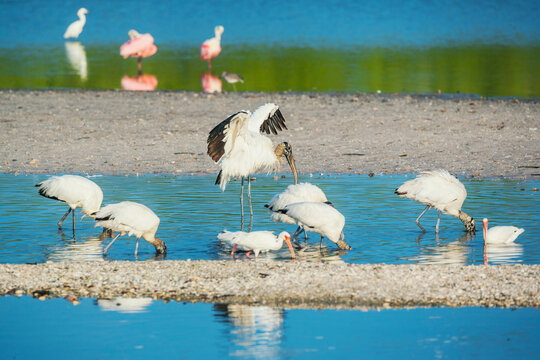 Wood Stork (Mycteria Americana) and Roseate Spoonbills (Platalea ajaja) fishing, Sanibel Island, J.N. Ding Darling National Wildlife Refuge, Florida, USA