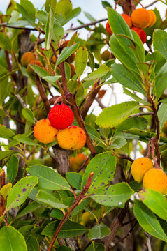 strawberry tree, Arbutus unedo, Orbetello, Province of Grosseto, Tuscany, Italy