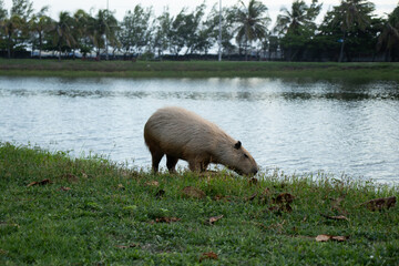 beautiful capybara walking near lake