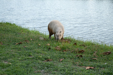 beautiful capybara walking near lake