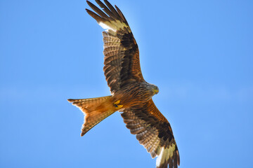 A kite soars through the sky with its wings outstretched, looking out for its prey. The bird of prey hunts from above under a bright blue sky - a symbol of freedom, strength and nature in motion.
Kate