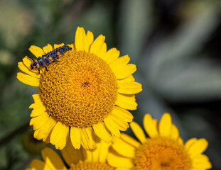 macro of a larva of coccinella septempunctata, seven spotted ladybird on cota tinctoria blossom