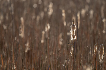 Reed and its seed parts dispersed by the wind.

