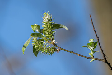 Branched parts of a willow on a twig.  © lapis2380