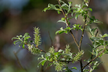 Branched parts of a willow on a twig.
