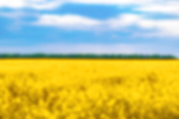 Field of yellow flowers.blossoming meadow,blue sky in summer day. Rich harvest,agriculture concept.ukrainian flag.Ripe plants for oil production.nature rural defocused blurred landscape
