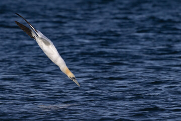 Gannet Diving