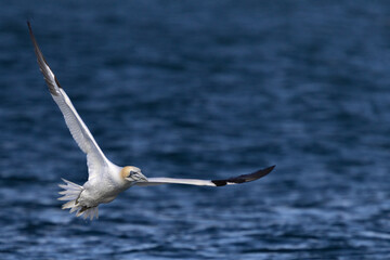 Gannet taking off with sand eel in its beak