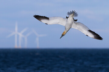Gannet Diving with Wind Turbines in Background