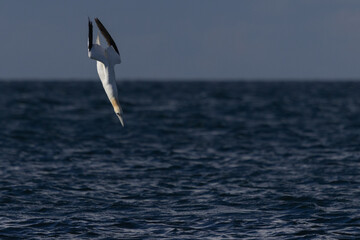 Gannet Diving