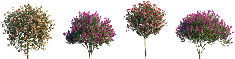 Set of Rosa chinensis and Myrtle (Myrtus) blooming frontal isolated png on a transparent background...