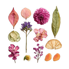 Arrangement of pressed flowers and leaves in muted colors