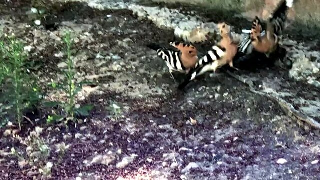 Hoopoes fight each other over a butterfly chrysalis found in the ground. Majorca Island, Spain