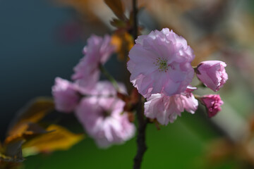 Pink cherry blossoms sakura on the tree.
