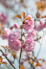 Pink cherry blossoms sakura on the tree.
