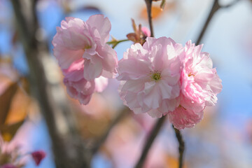 Pink cherry blossoms sakura on the tree.
