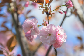 Pink cherry blossoms sakura on the tree.
